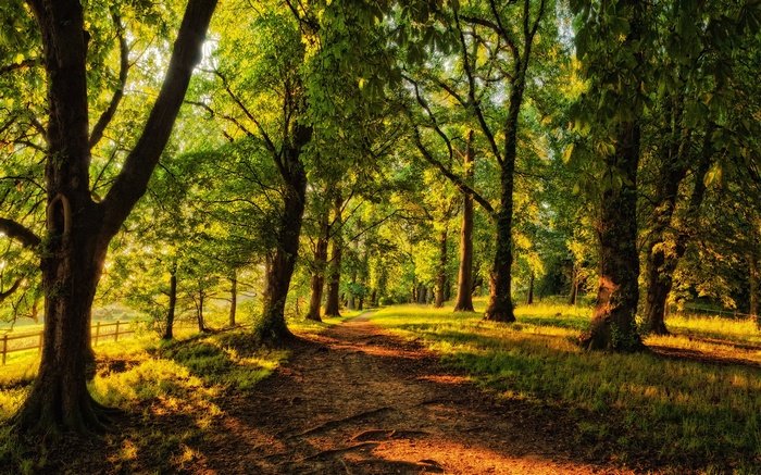 Sunlit forest path with tall trees and green grass
