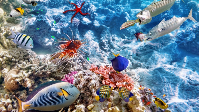 Underwater coral reef with various fish and a starfish