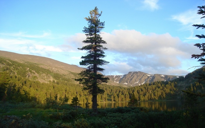 Tall pine tree in front of a lake and mountains