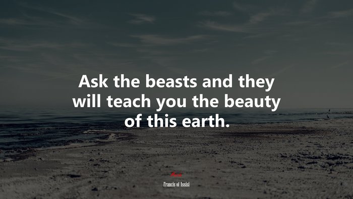 Ask the beasts and they will teach you the beauty of this earth. | Francis of Assisi quote