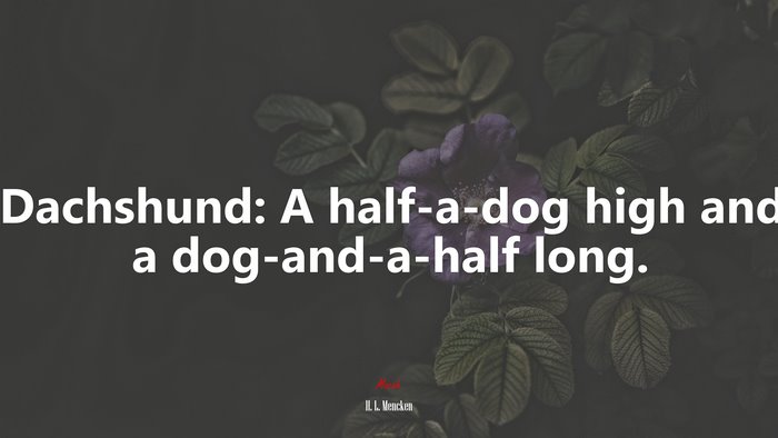 Dachshund: A half-a-dog high and a dog-and-a-half long. | H. L. Mencken quote