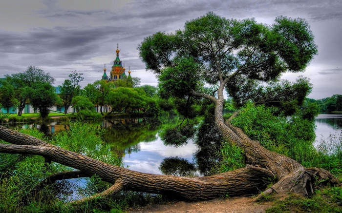 Tree by a lake with a church in the background
