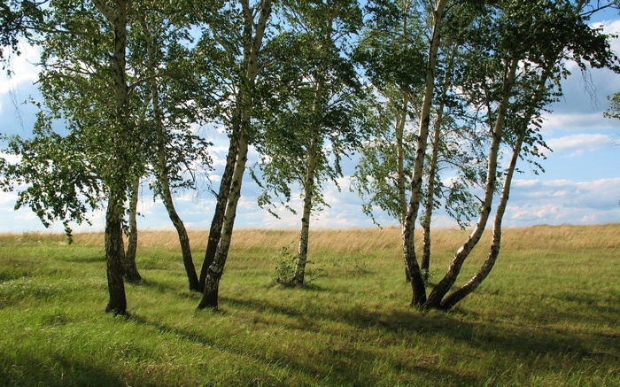 Birch trees in a grassy field with a cloudy sky