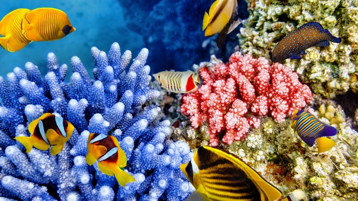 Colorful coral reef with various tropical fish