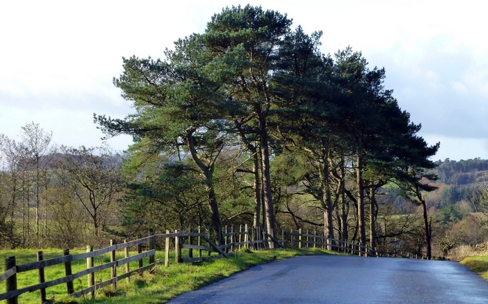 Road curving through a wooded landscape with pine trees