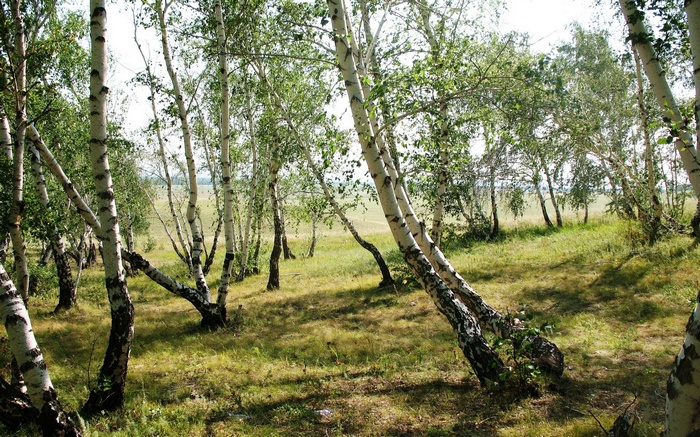 Birch trees in a sunlit meadow