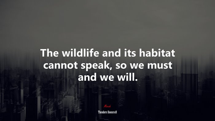 The wildlife and its habitat cannot speak, so we must and we will. | Theodore Roosevelt quote
