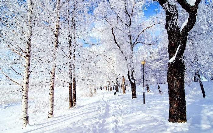 Snowy park path with frosted trees and lamppost
