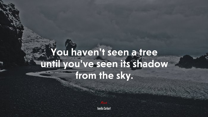 You haven’t seen a tree until you’ve seen its shadow from the sky. | Amelia Earhart quote