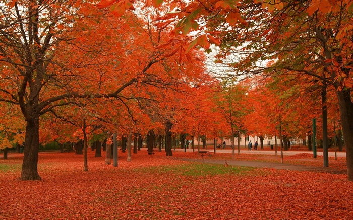 Autumn park with trees covered in orange leaves