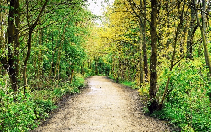 A dirt path winds through a sun-dappled forest.