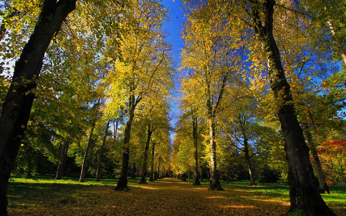 Autumn tree-lined path with fallen leaves