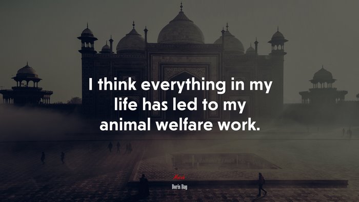 I think everything in my life has led to my animal welfare work. | Doris Day quote