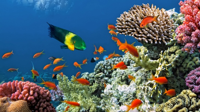 Underwater coral reef with various fish