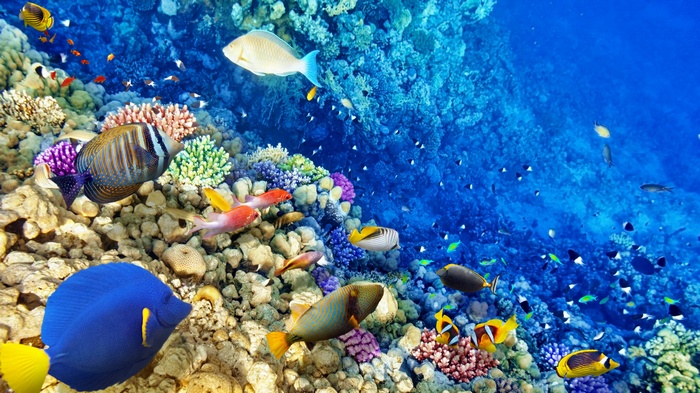 Underwater coral reef with various fish