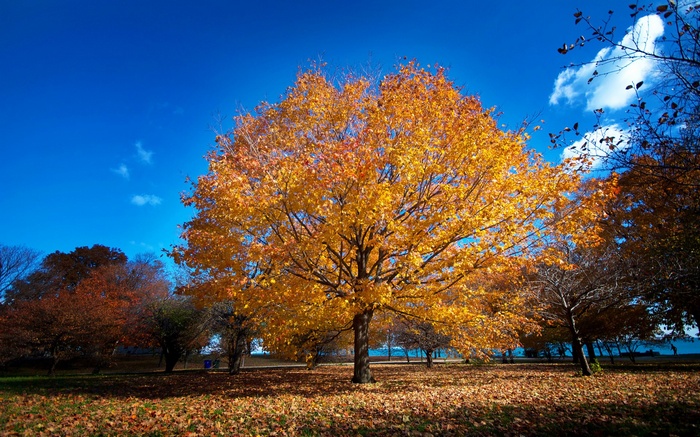 Autumn tree with yellow leaves in a park