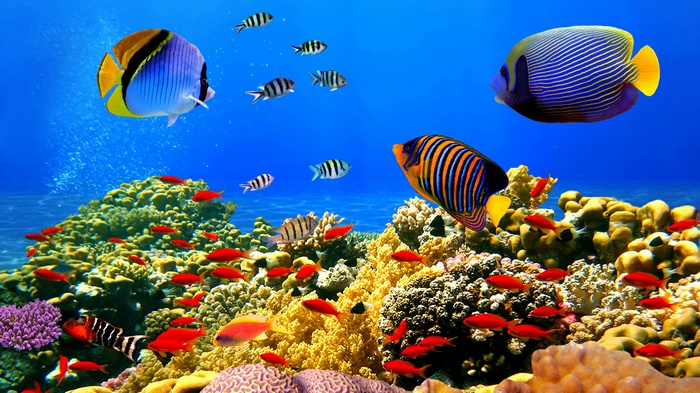 Coral reef with various colorful fish