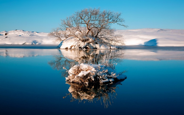 Bare tree on snowy island reflected in calm water
