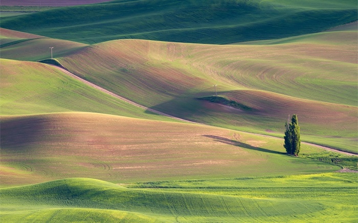 Rolling hills with a lone tree and light poles