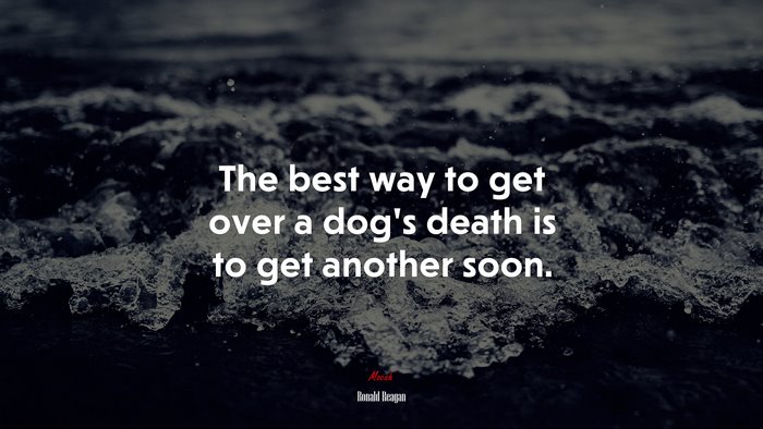 The best way to get over a dog’s death is to get another soon. | Ronald Reagan quote
