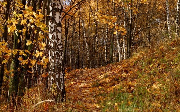 Autumn forest path with fallen leaves