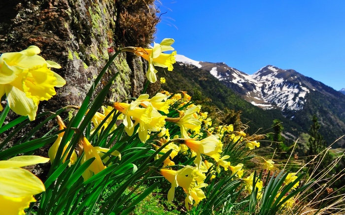 Yellow daffodils bloom on a mountainside with snow-capped peaks