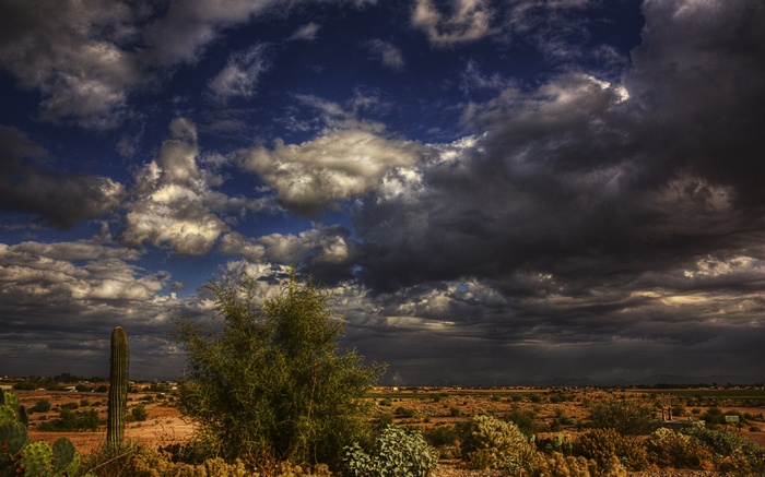 Desert landscape with saguaro cactus and stormy clouds