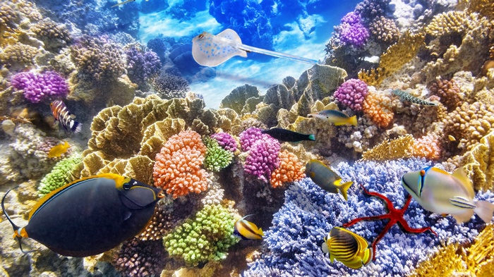 Underwater coral reef with various fish and a stingray