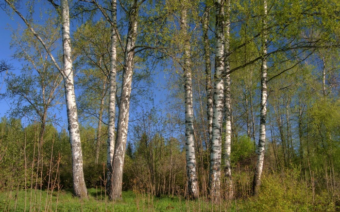 Birch trees in a forest with a blue sky