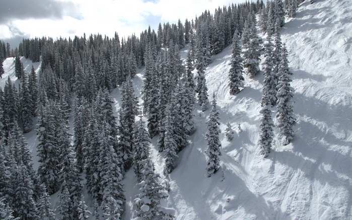 Snowy mountain slope with evergreen trees