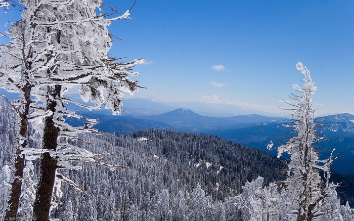Snow-covered trees and mountains under a blue sky
