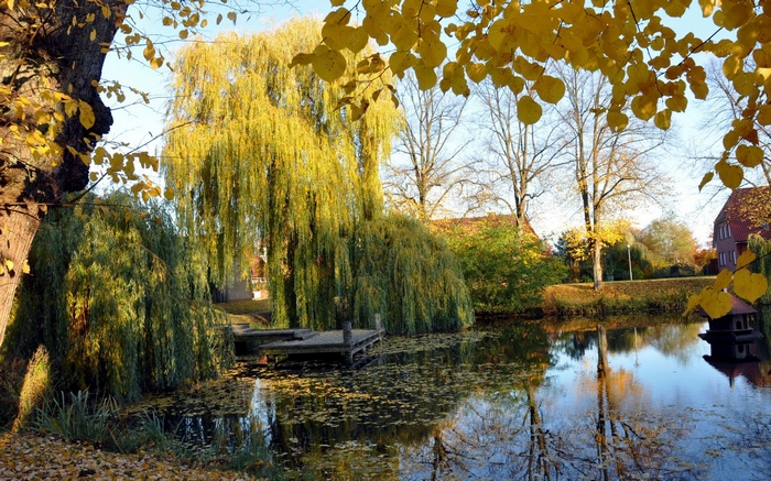 Autumn scene with weeping willow trees by a pond