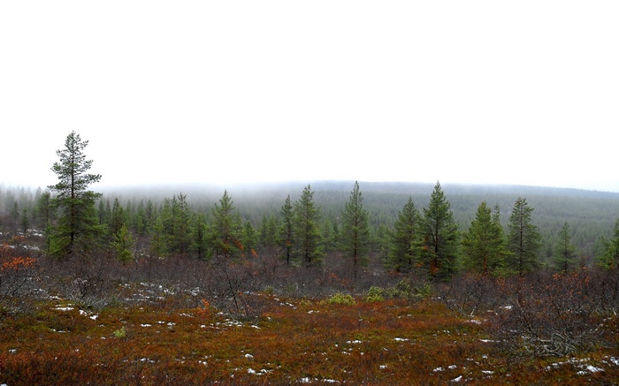 Misty forest landscape with pine trees and autumn ground cover
