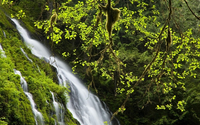 Waterfall cascading down a mossy cliff face with trees
