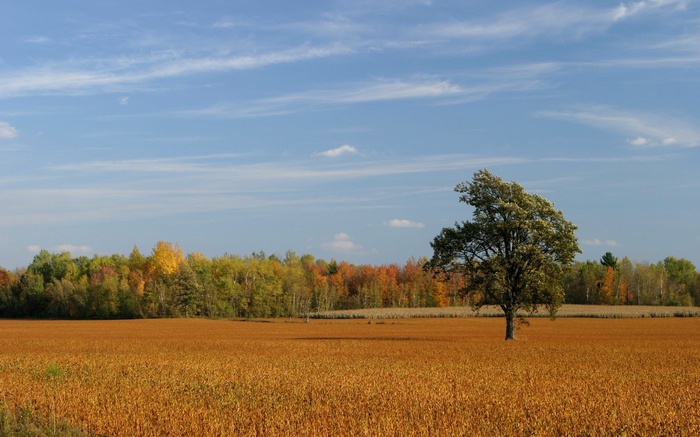 Autumn field with a lone tree and forest
