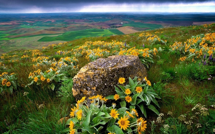 Rolling hills with wildflowers and a large rock