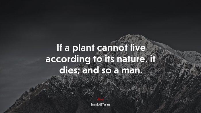 If a plant cannot live according to its nature, it dies; and so a man. | Henry David Thoreau quote