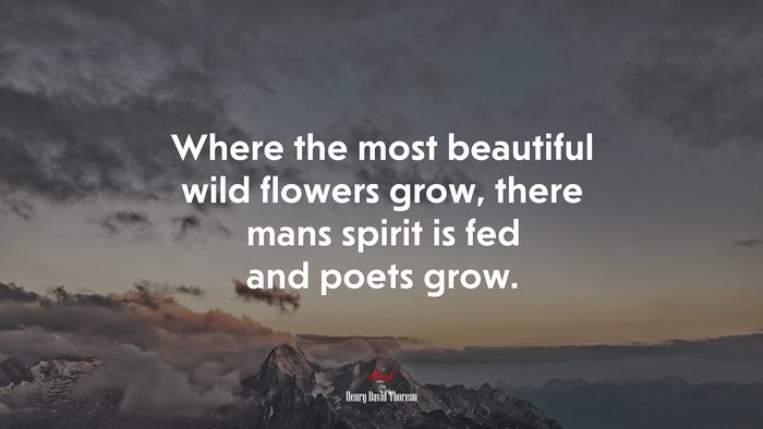 Where the most beautiful wild flowers grow, there mans spirit is fed and poets grow. | Henry David Thoreau quote