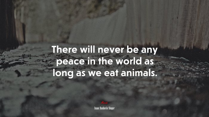 There will never be any peace in the world as long as we eat animals. | Isaac Bashevis Singer quote