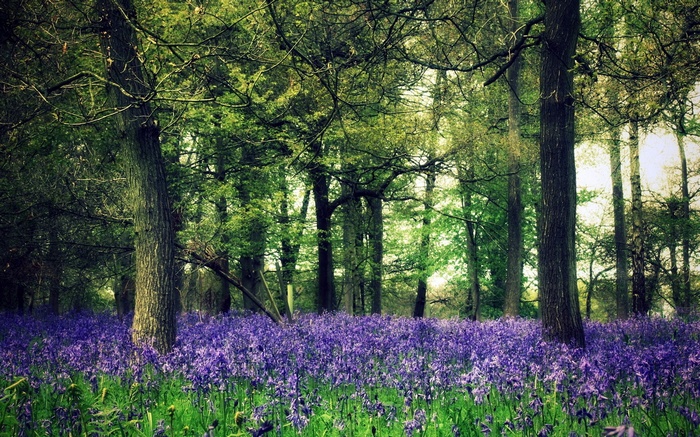 Forest floor covered in bluebells with trees in the background
