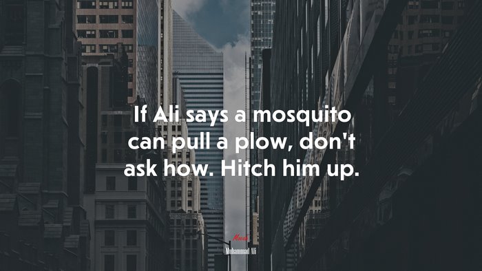 If Ali says a mosquito can pull a plow, don’t ask how. Hitch him up. | Muhammad Ali quote