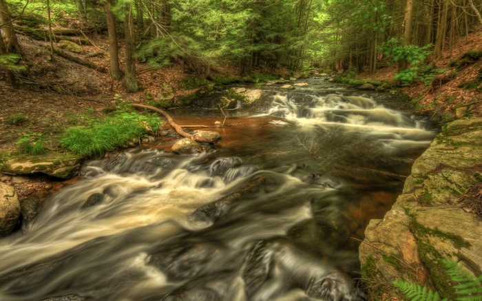 A forest stream with flowing water and rocks