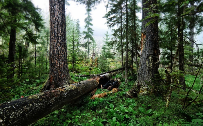 Fallen tree in a dense, misty forest