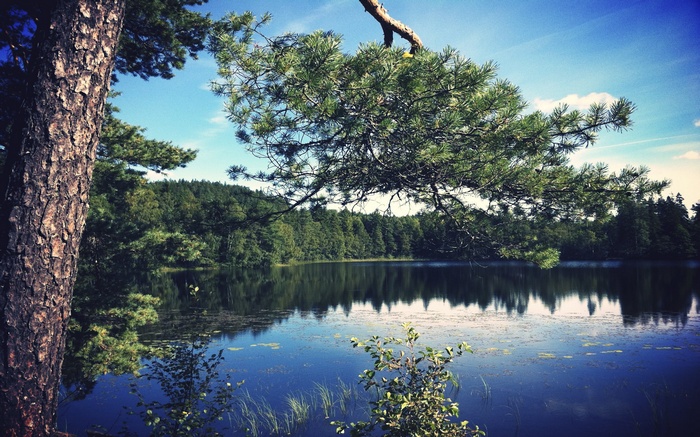 Pine tree branch over a calm lake with forest reflection