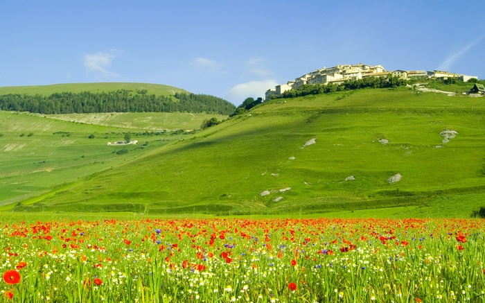 Field of poppies and wildflowers with a village on a hill