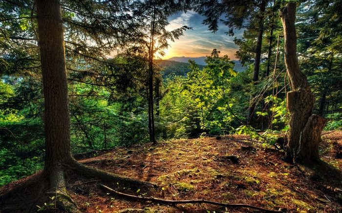 Forest landscape with sun setting over mountains