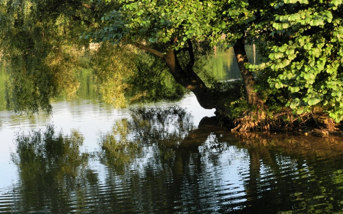 Trees reflecting in water