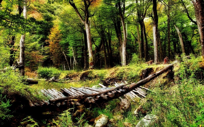 Wooden bridge over a stream in a forest