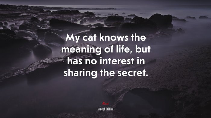 My cat knows the meaning of life, but has no interest in sharing the secret. | Ashleigh Brilliant quote
