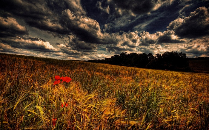 Field of wheat with poppies under stormy clouds